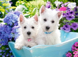 Westie Puppies Castorland B-222032