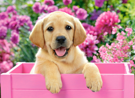 Labrador puppy in pink box Castorland B-030071