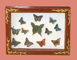 00338 Wandkastje met vlinders. (AP) (EM6569)