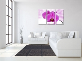 Purple Reflection