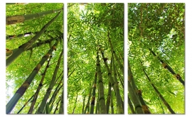Bambu Wald 2