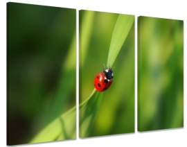 Ladybug