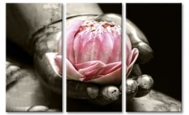 Roze Lotusbloem