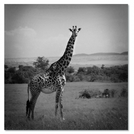 Giraffe Zwart-Wit