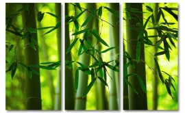 Canvas bamboe