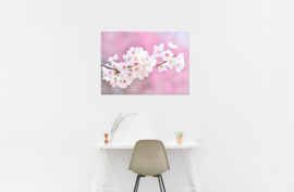 Cherry blossoms: foto schilderij