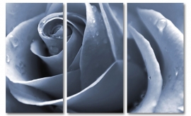 Silver Rose