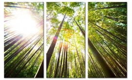 Bambu Wald