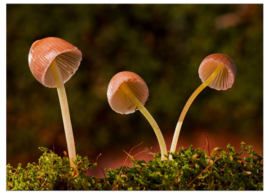 Paddenstoelen: canvas schilderij