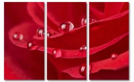 Wet Rose