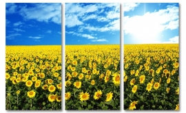 Sunflower Field