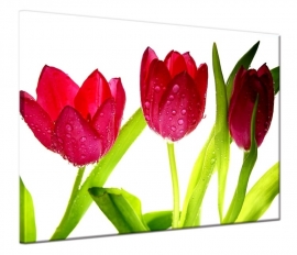 Rote Tulpen