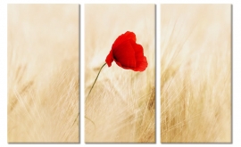 Poppy in Field Canvas Art