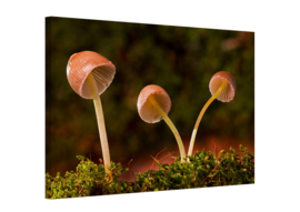 Paddenstoelen: canvas schilderij