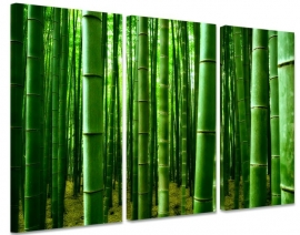 Canvas bamboe bos