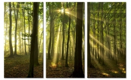 Canvas doek Zonnestralen in het Bos