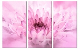 Schilderij Roze Chrysant