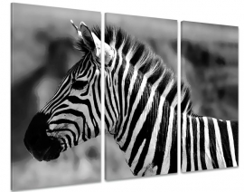 Zebra zwart wit