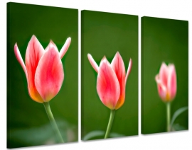 Schilderij Roze Tulpen