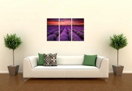 SUNSET LAVENDER FIELDS