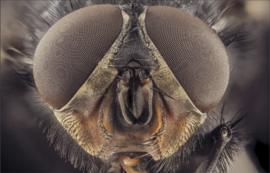 MACRO FLY