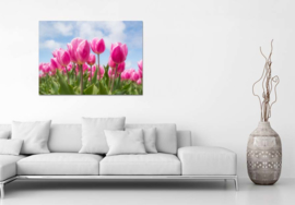 Pink tulips: foto schilderij