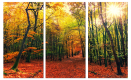 Canvas schilderij bos in de herfst