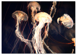 Jellyfish Dream