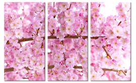 Cherry Blossom Canvas Art