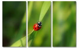 Ladybug