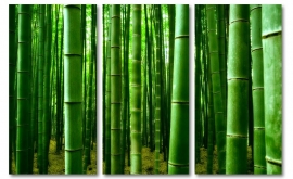 Bamboe Wald