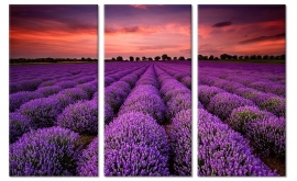 Zonsondergang Lavendel Velden