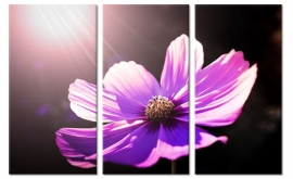Sonnenstrahlen auf purpurroter Blume