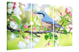 Vogel in lente: foto schilderij