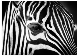 Leinwandbild Zebra Nahaufnahme