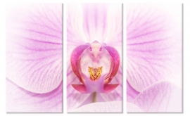 Canvas schilderij Orchidee