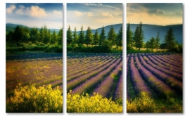 Schilderij Lavendel veld
