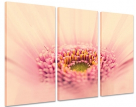 Canvas Schilderij Roze Gerbera