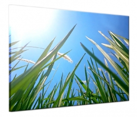 Schilderij Gras