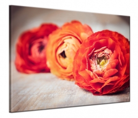 Pioenrozen op canvas