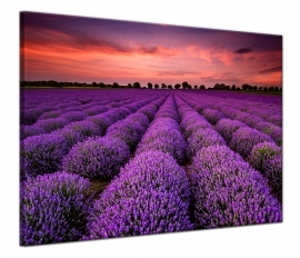 SUNSET LAVENDER FIELDS