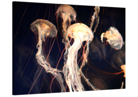 Jellyfish Dream: foto schilderij