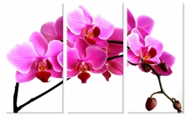 Roze Orchidee