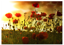 Leinwandbild Mohnblumen bei Sonnenuntergang