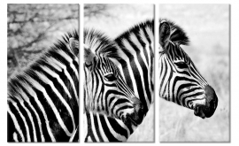 Schilderij Zebra Tweetal