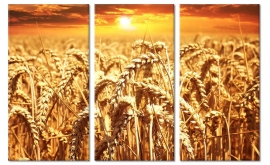 WHEAT FIELD