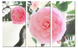 Ruhige Malerei-weiche rosa Blume