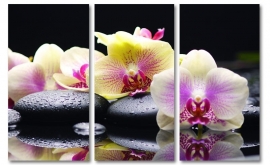 Zen Orchidee