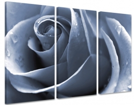 Silver Rose