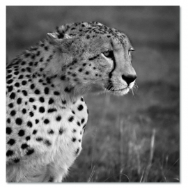 Cheetah 2